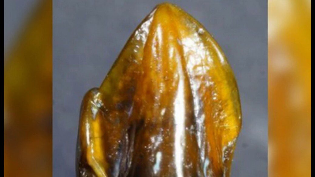 Dientes de 9.7 millones de años podrían reescribir la historia